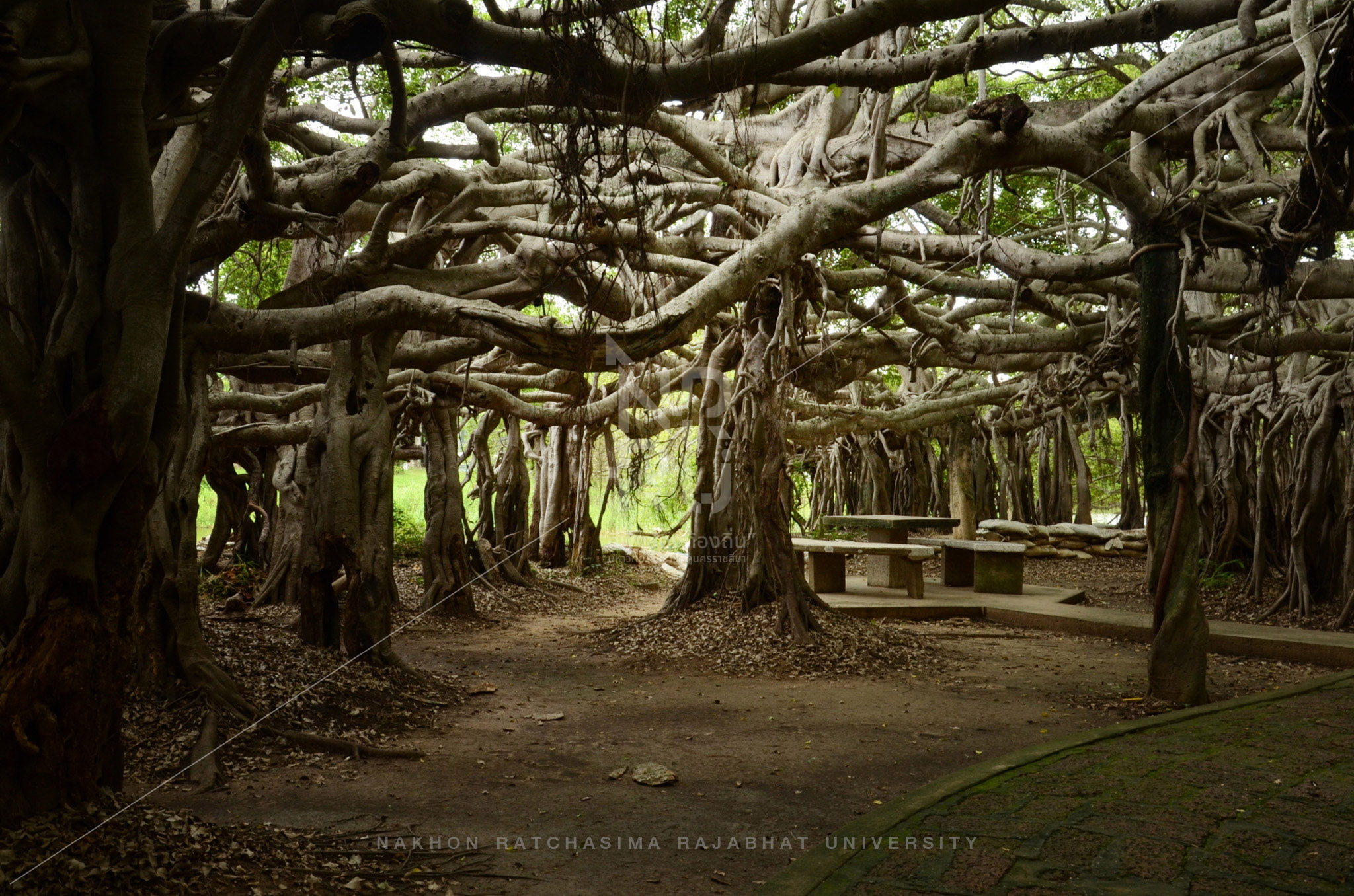 Sai Ngam (Giant Banyan Tree) in Phimai District (5)