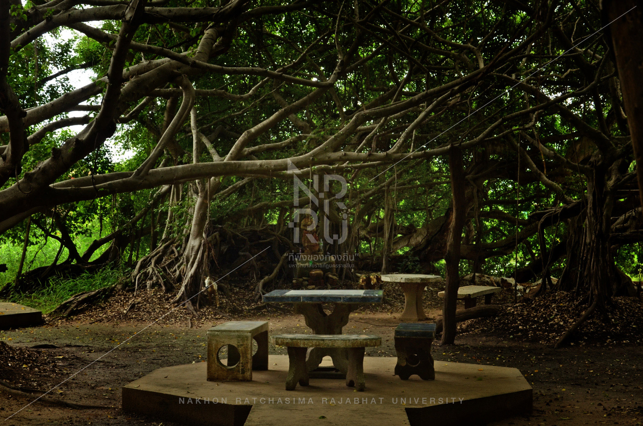 Sai Ngam (Giant Banyan Tree) in Phimai District (4)
