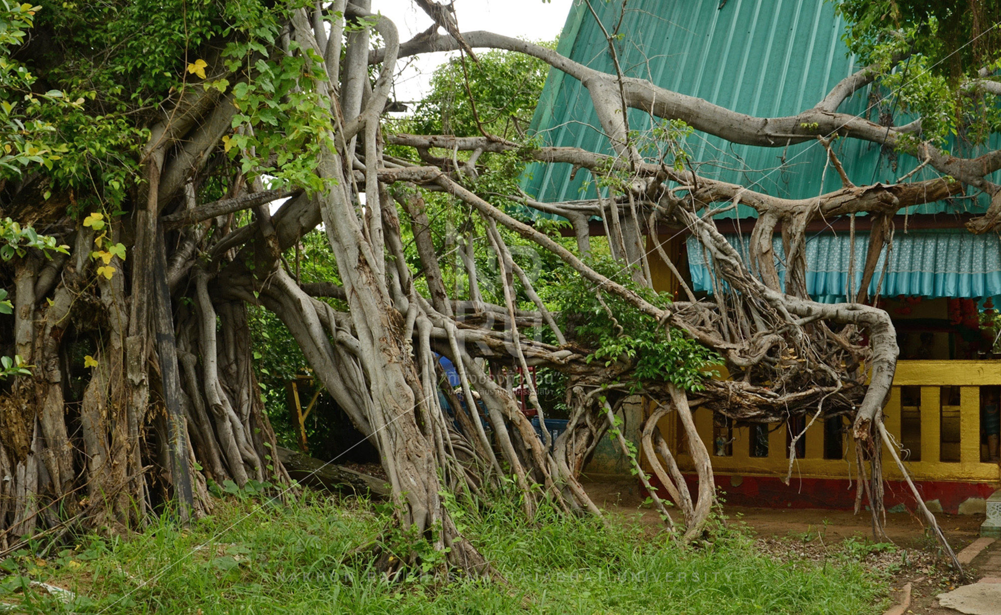 Sai Ngam (Giant Banyan Tree) in Phimai District (2)