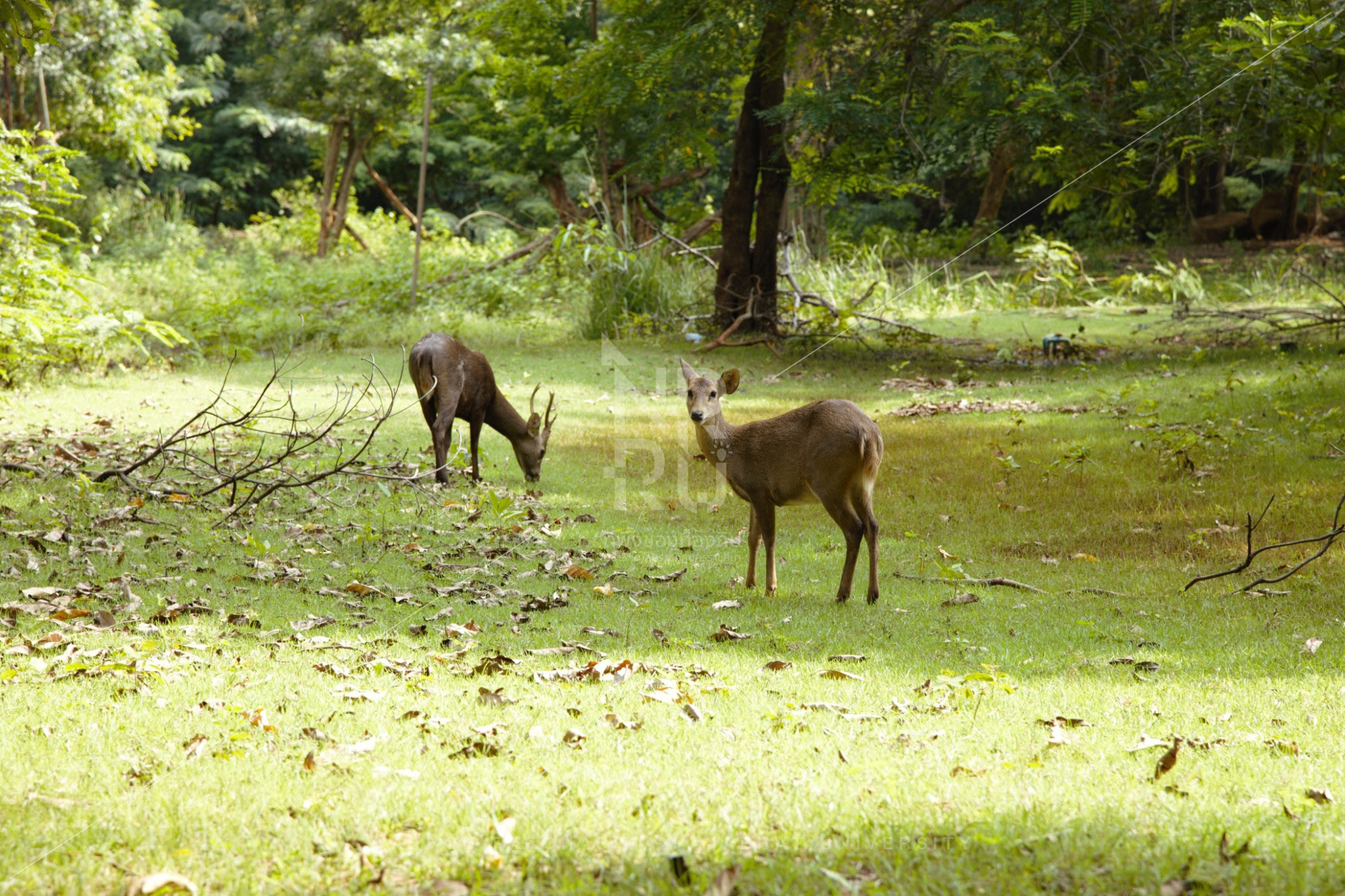 Nakhon Ratchasima Zoo  (2)