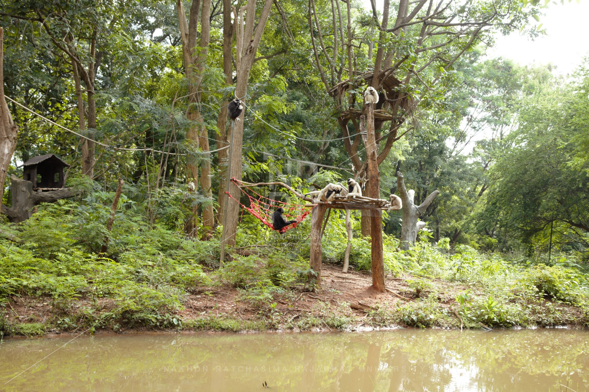 Nakhon Ratchasima Zoo  (1)