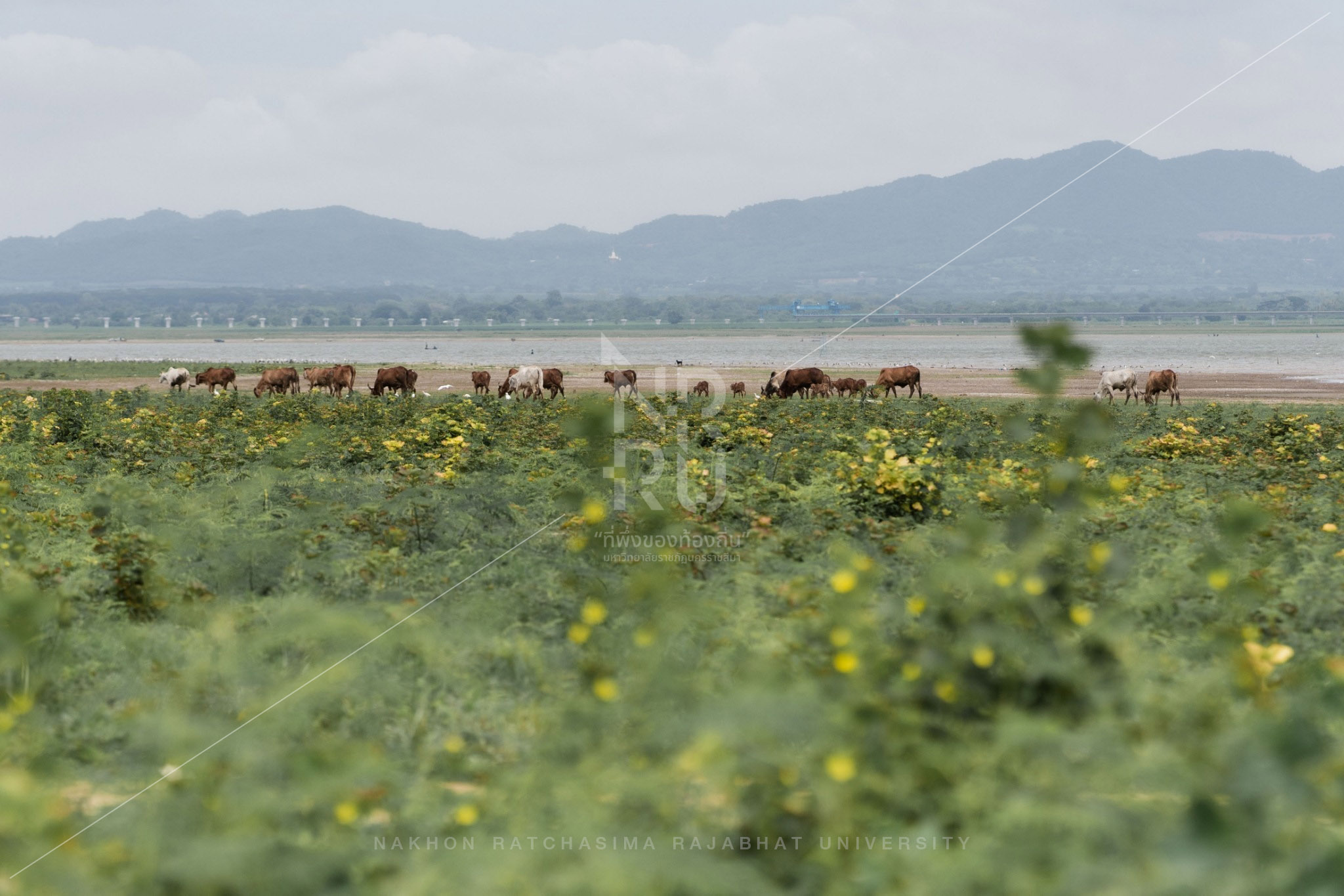 Lam Takhong in Sikhio District (4)