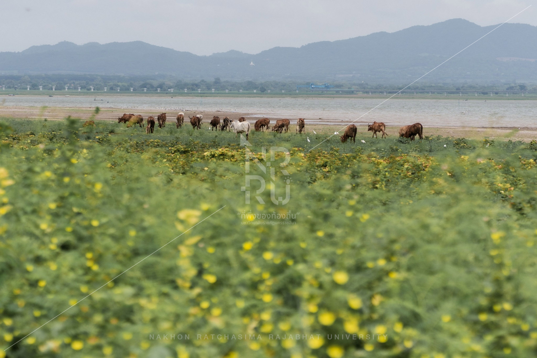 Lam Takhong in Sikhio District (13)
