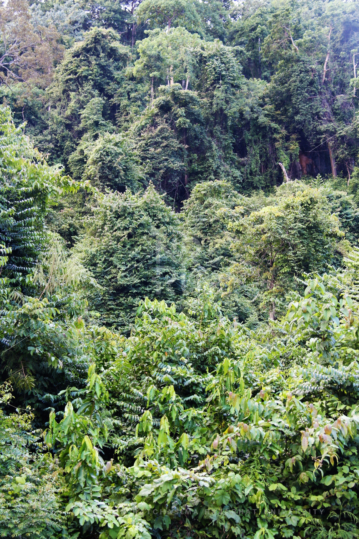 Khao Yai in Pak Chong District (8)