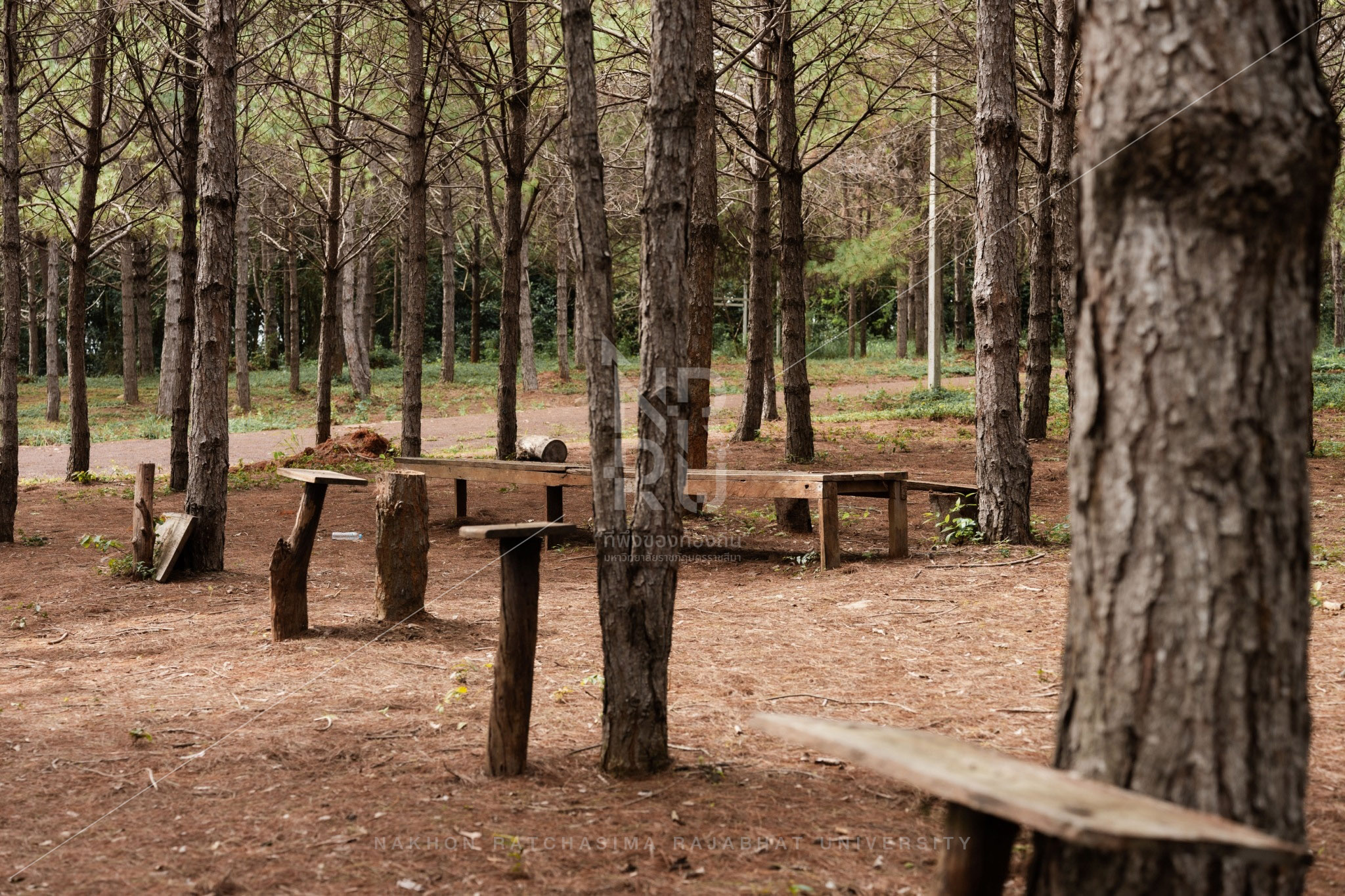 Pine Forest in Pak Chong District (1)