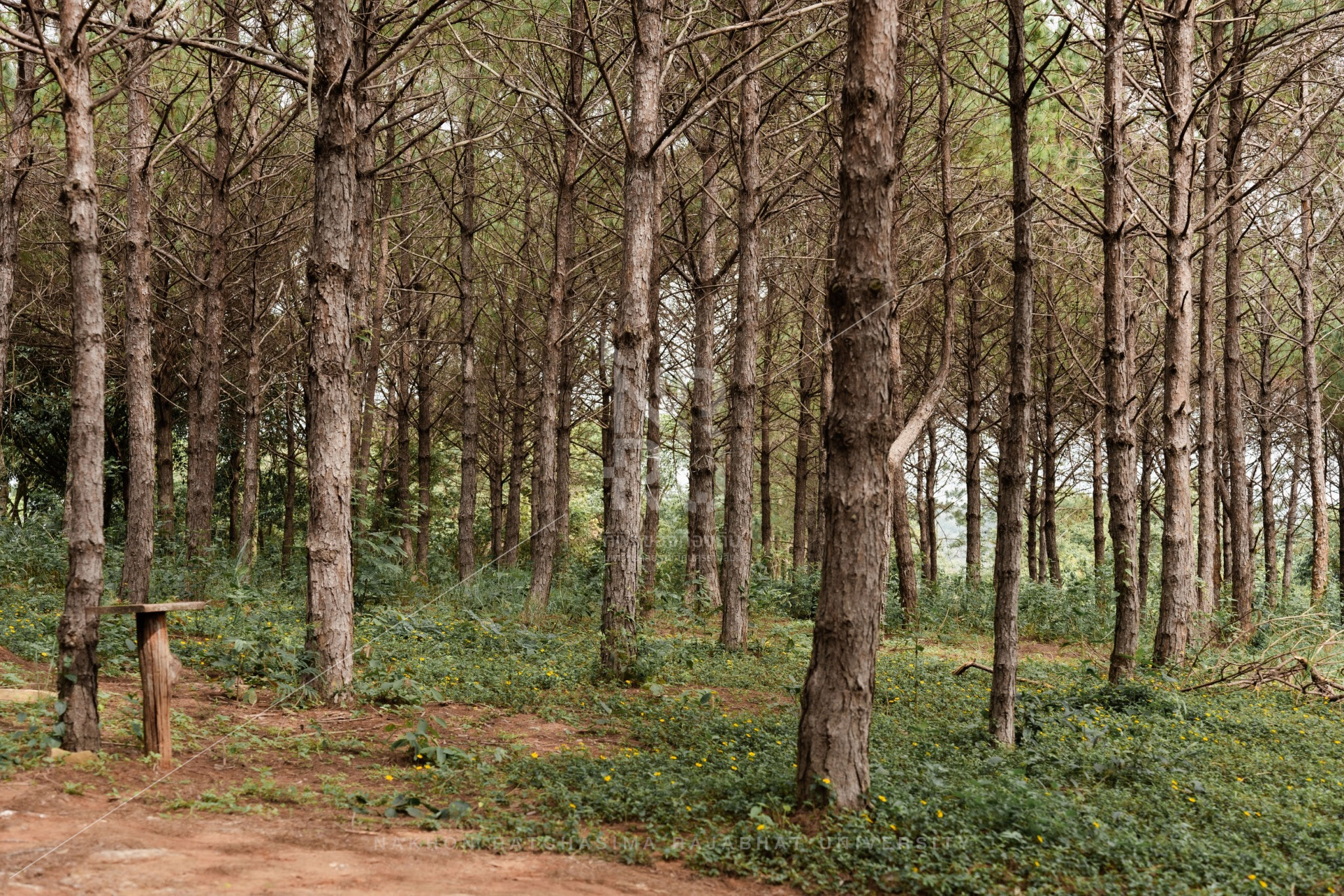 Pine Forest in Pak Chong District (2)