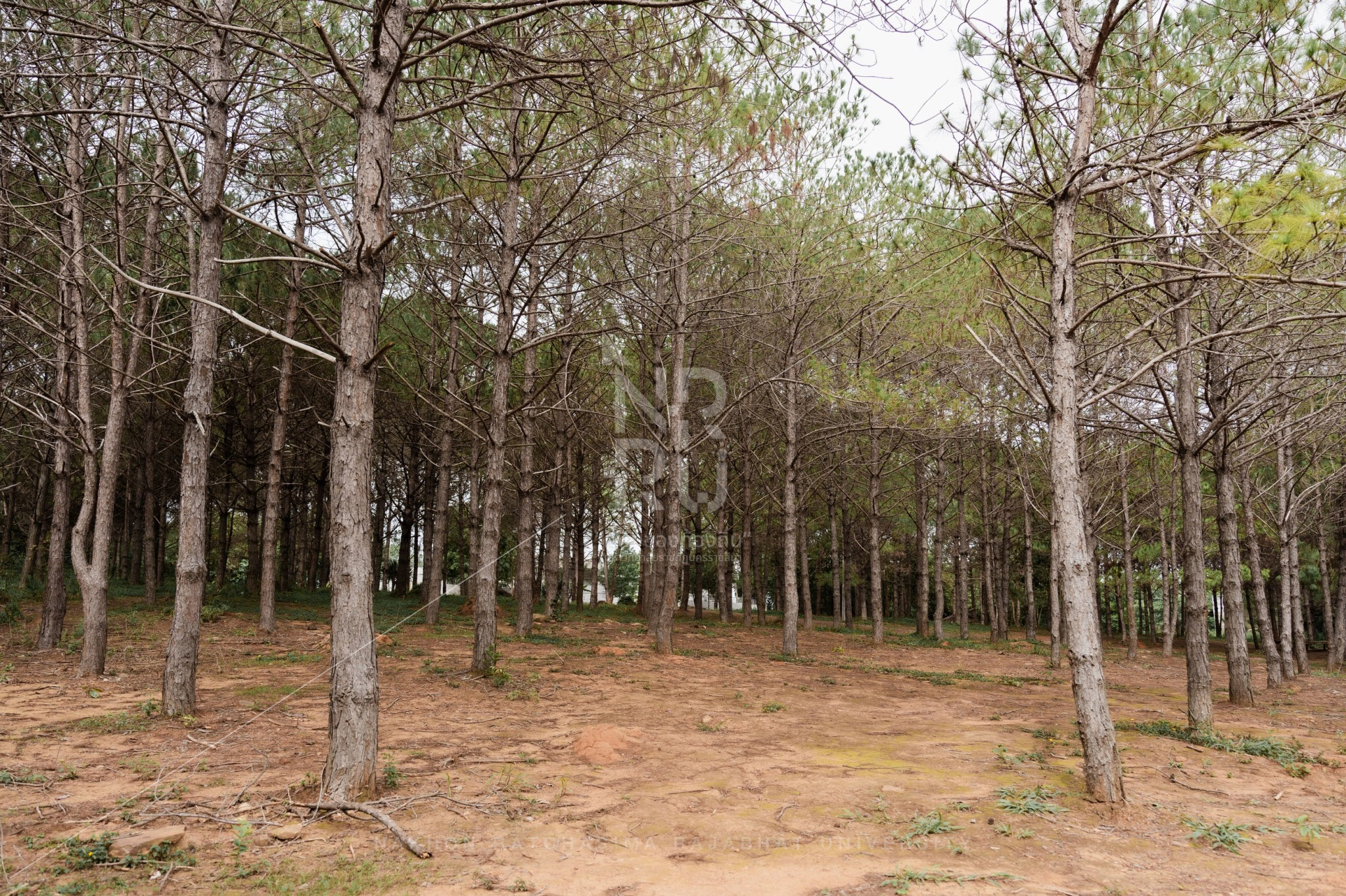 Pine Forest in Pak Chong District (4)