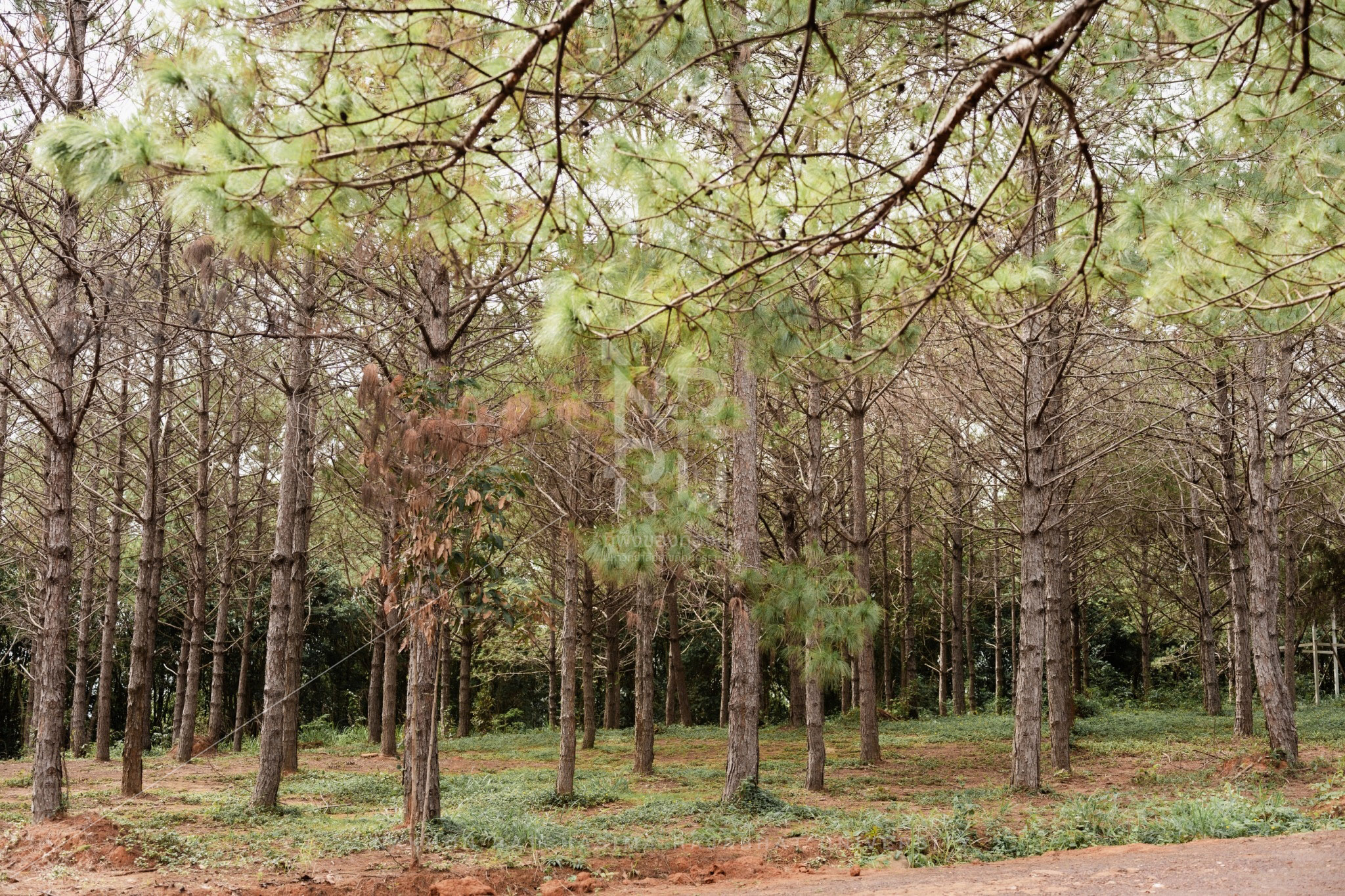 Pine Forest in Pak Chong District (5)