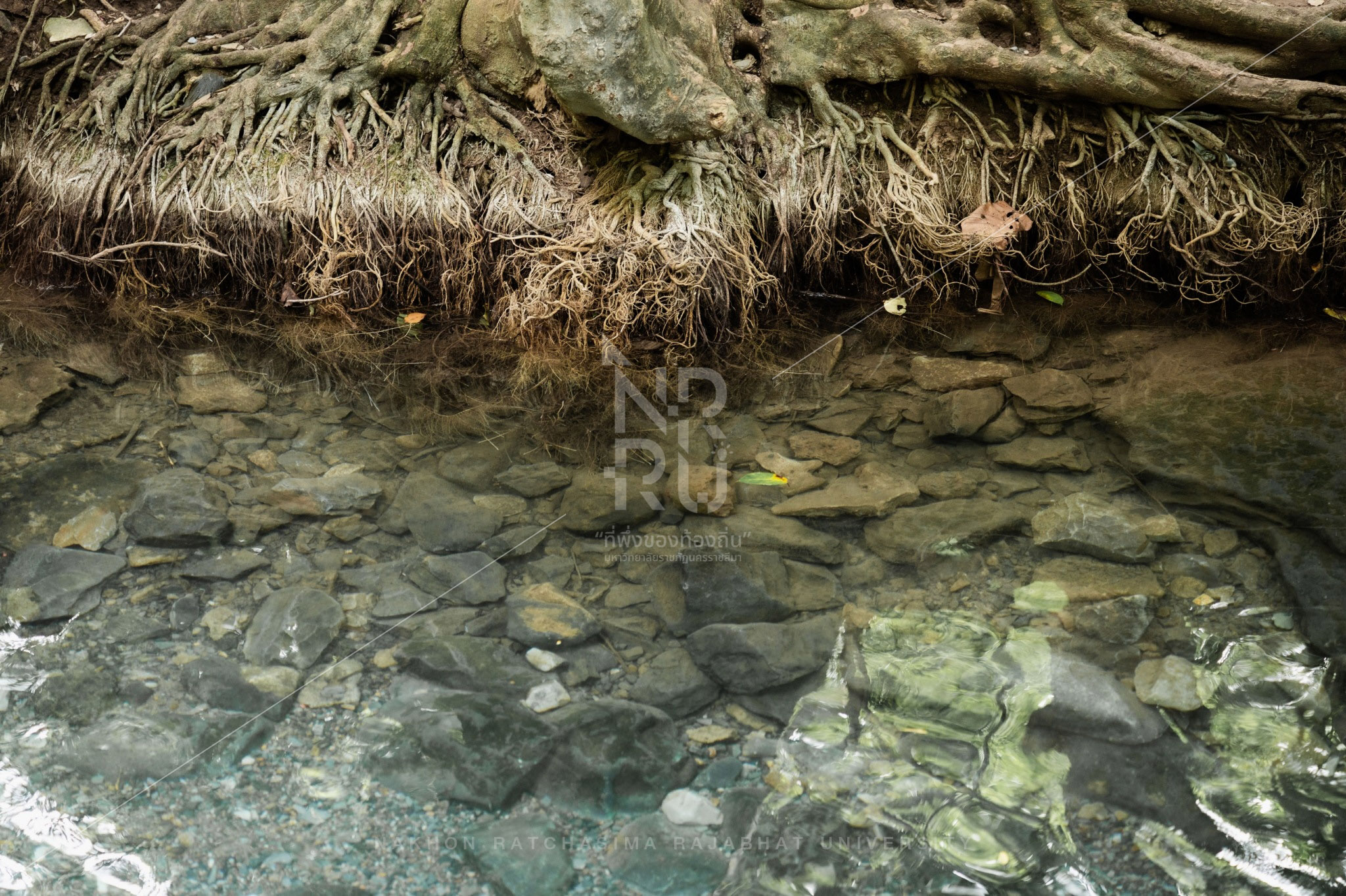 Nam Phut Spring in Pak Chong District (1)