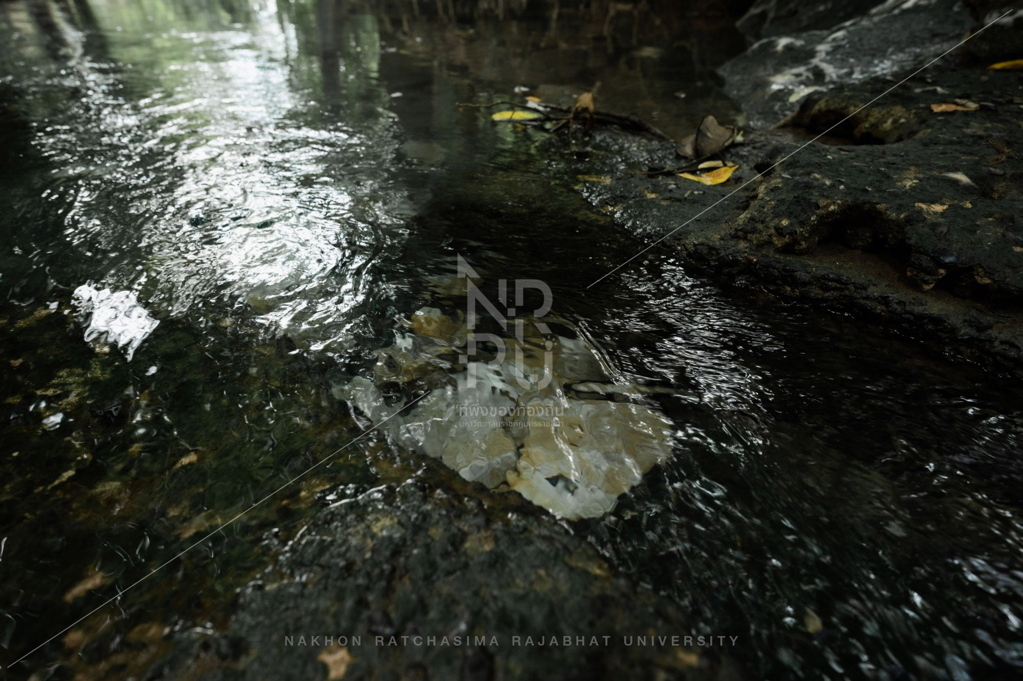 Nam Phut Spring in Pak Chong District (7)