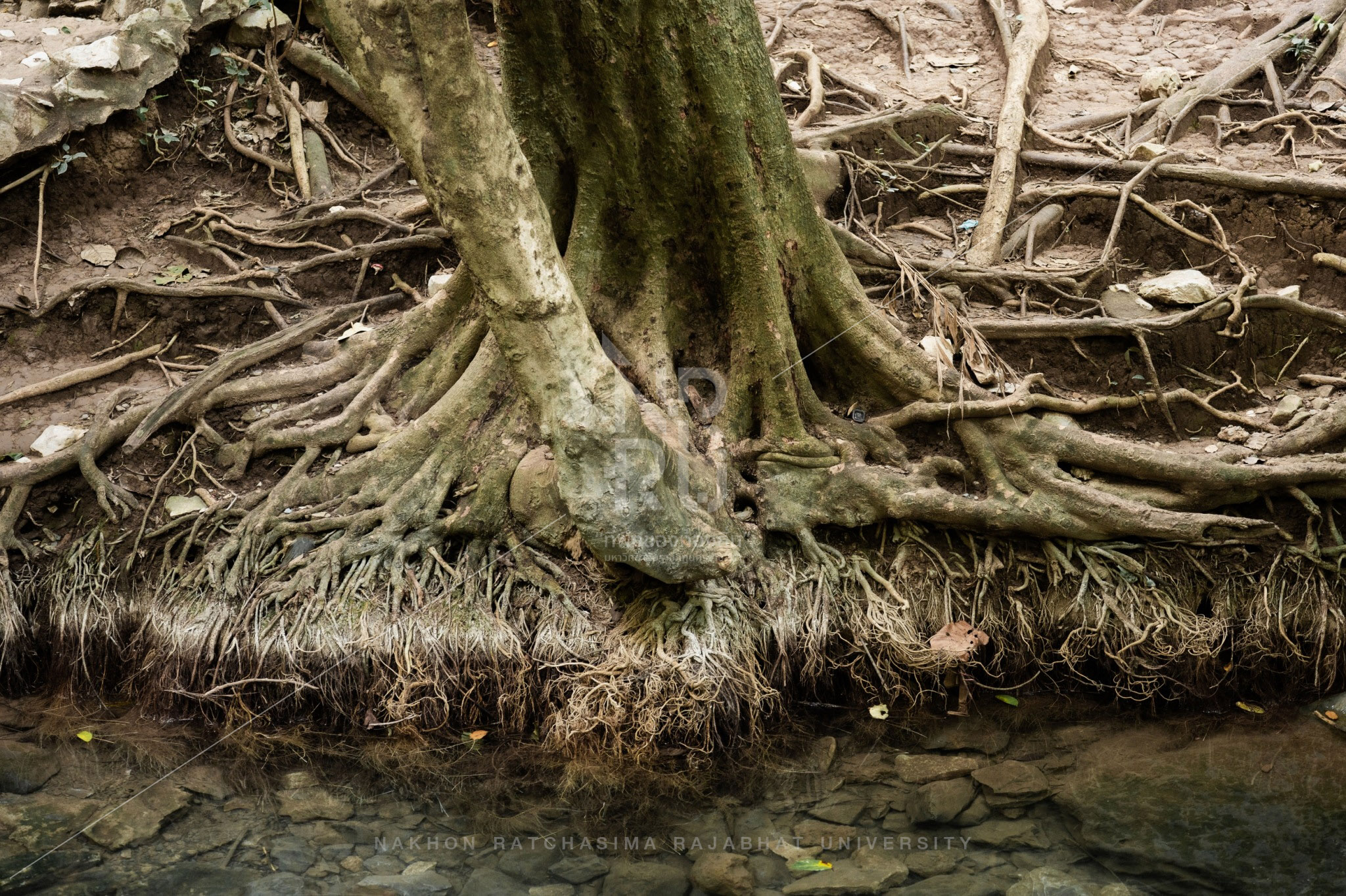 Nam Phut Spring in Pak Chong District (14)