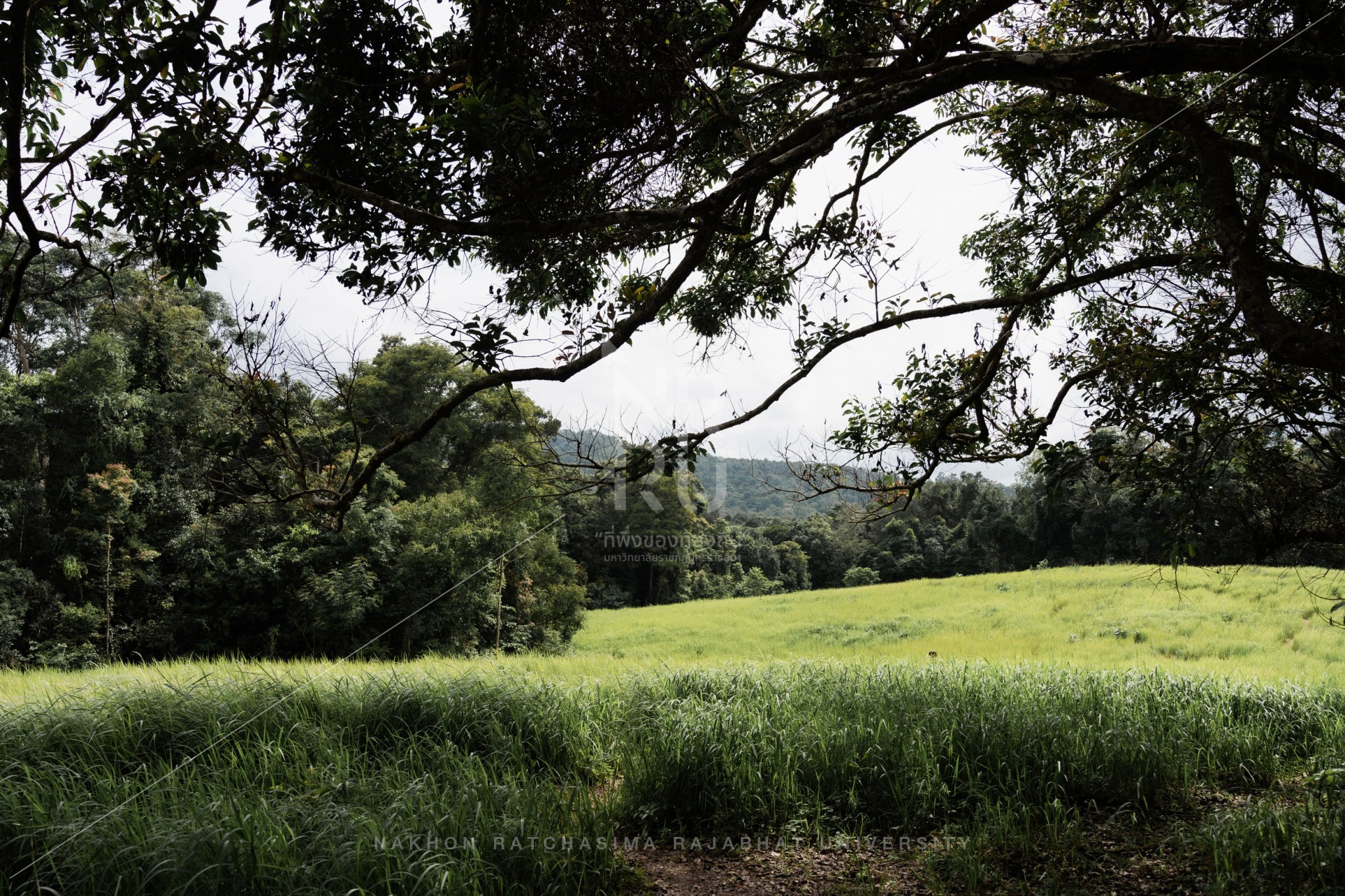 Khao Yai in Pak Chong District (2)