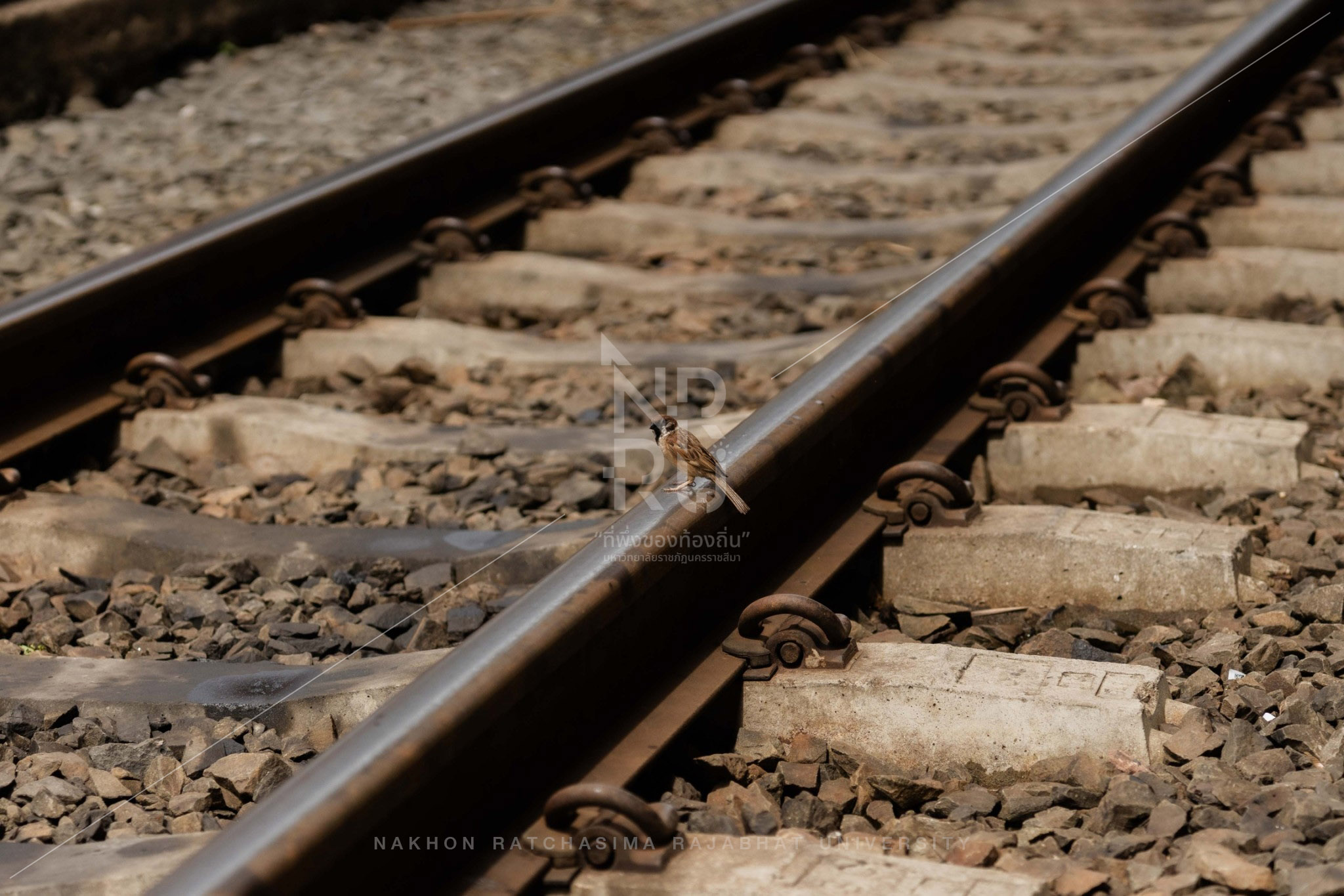Nakhon Ratchasima Railway Station in Mueang District (2)